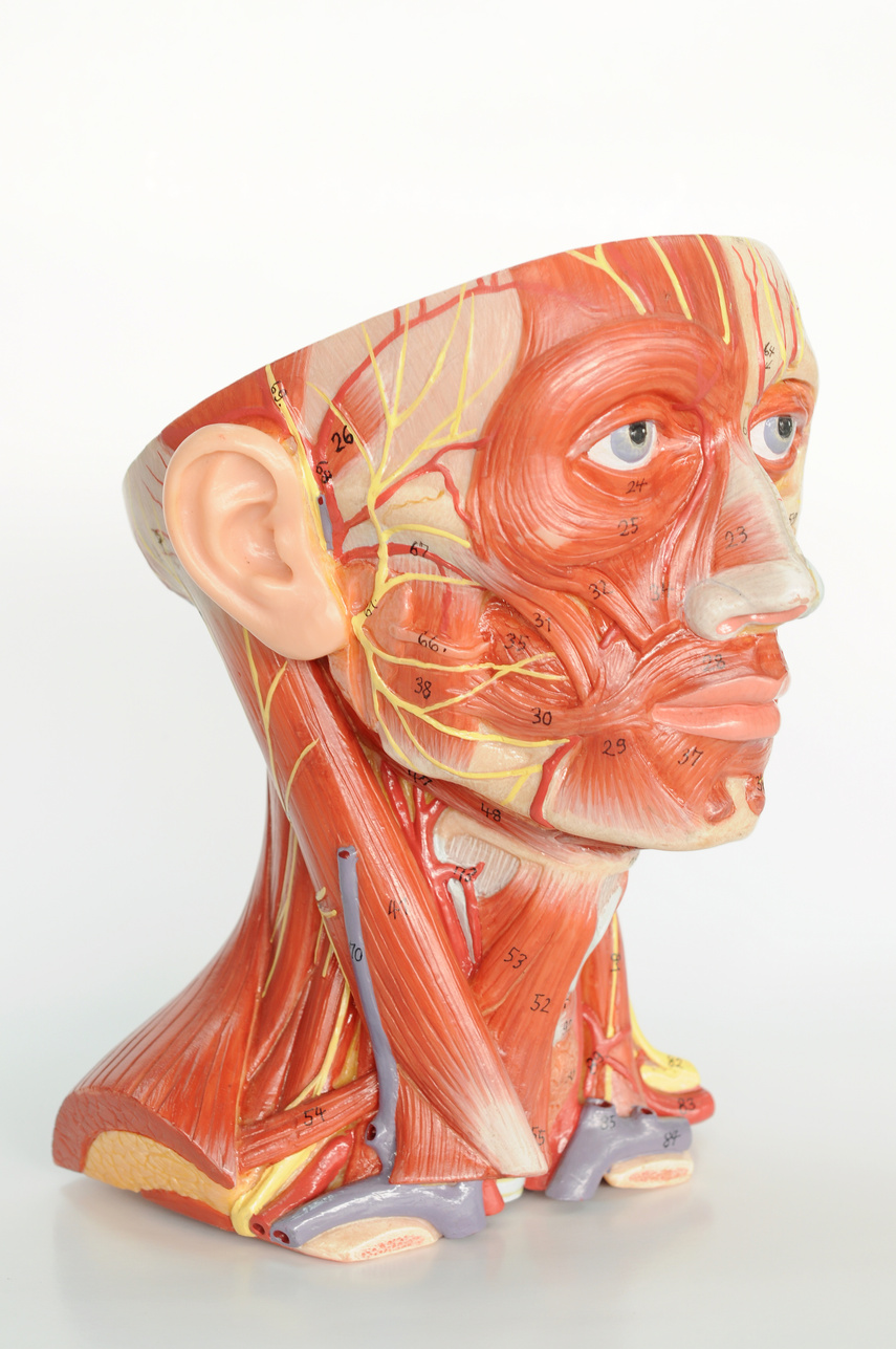 facial muscle anatomy